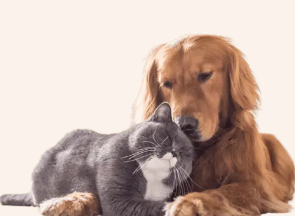 Gesundheit und Wohlbefinden mit Mighty Pets